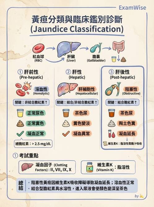 護理師 - 肝膽胰疾病 - AI 圖文解析預覽