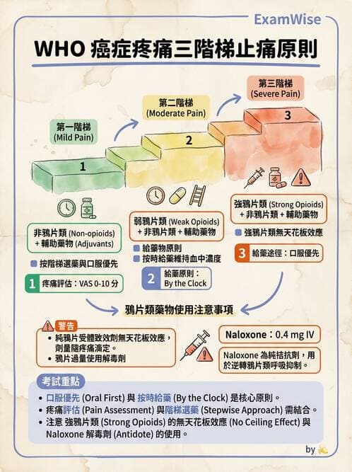 護理師 - 放療、疼痛管理與安寧護理 - AI 圖文解析預覽