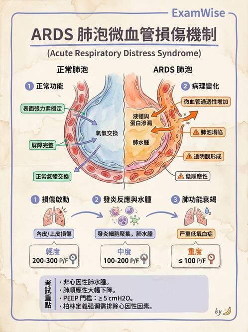 護理師 - 呼吸衰竭與胸腔護理 - AI 圖文解析預覽