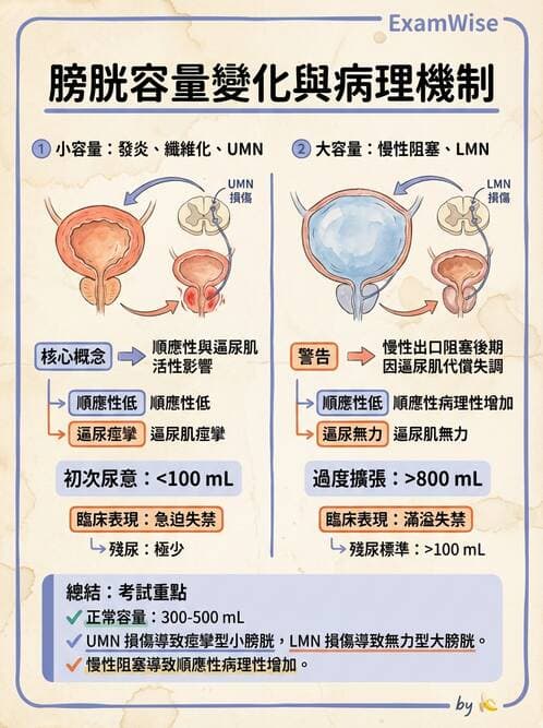 護理師 - 泌尿道疾病與排尿障礙 - AI 圖文解析預覽