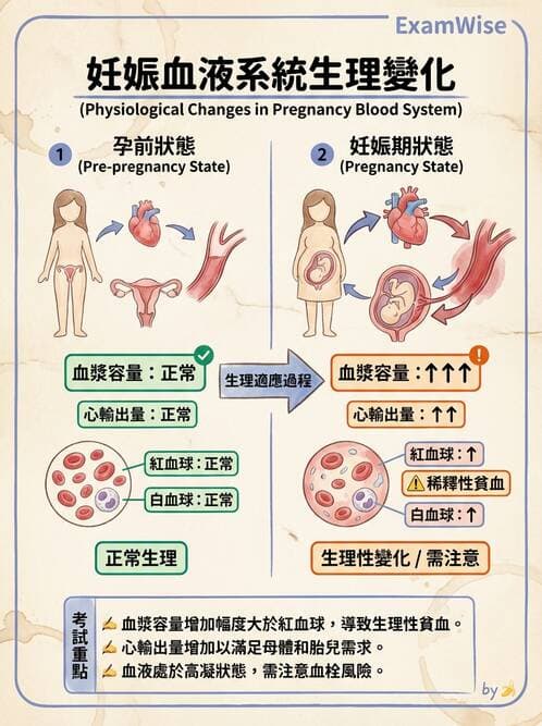 護理師 - 孕期生理變化與不適護理 - AI 圖文解析預覽