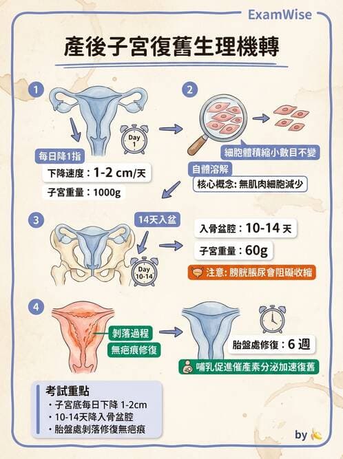護理師 - 產後生理恢復與護理 - AI 圖文解析預覽
