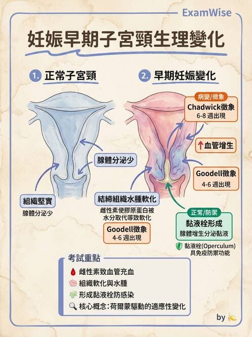 護理師 - 孕期生理變化與不適護理 - AI 圖文解析預覽