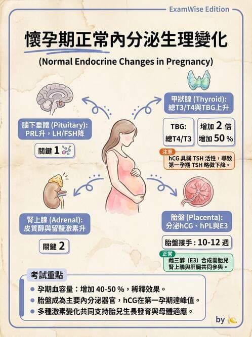 護理師 - 孕期營養心理與衛生政策 - AI 圖文解析預覽