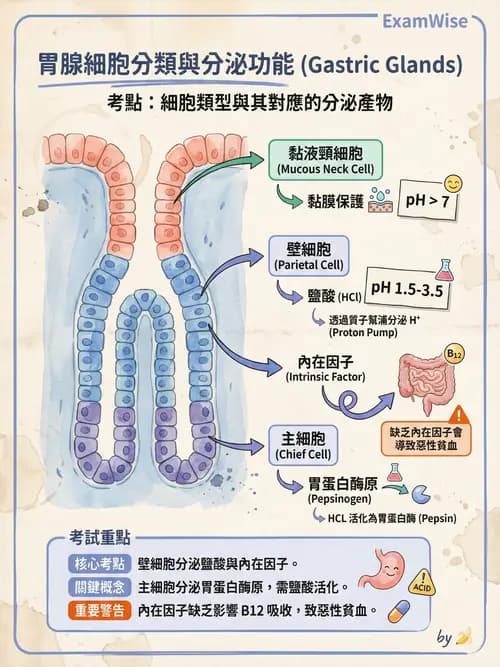 護理師 - 消化道 - AI 圖文解析預覽