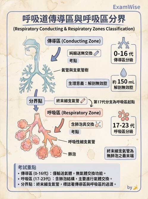 護理師 - 呼吸系統 - AI 圖文解析預覽