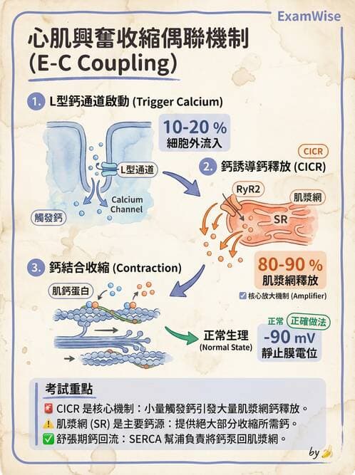 護理師 - 肌肉 - AI 圖文解析預覽