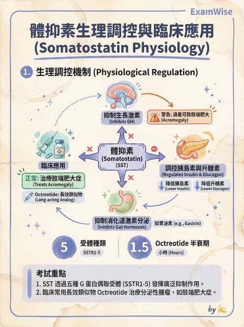 護理師 - 內分泌系統 - AI 圖文解析預覽