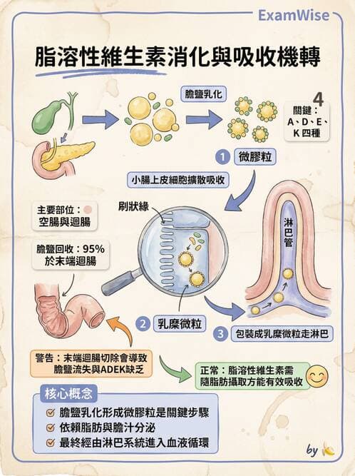 護理師 - 消化系統 - AI 圖文解析預覽