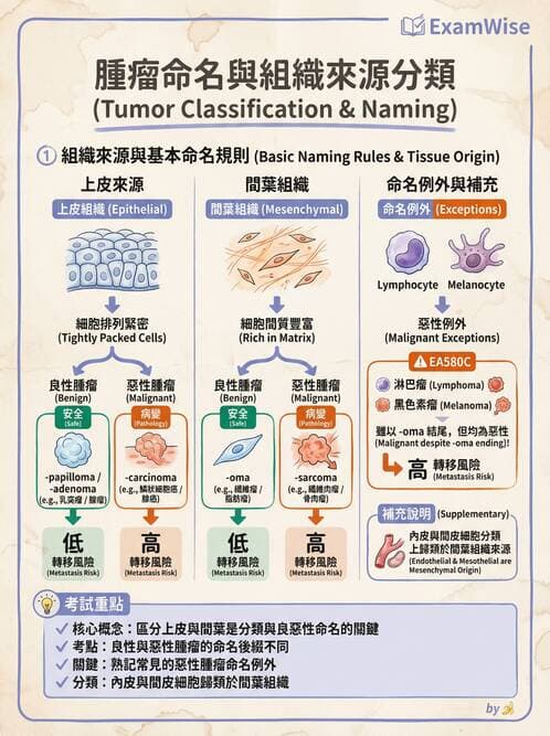 護理師 - 腫瘤及遺傳疾病 - AI 圖文解析預覽