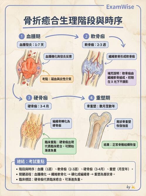 護理師 - 骨骼肌肉系統 - AI 圖文解析預覽
