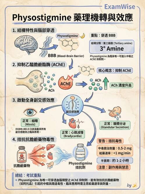 護理師 - 自主神經系統作用藥物 - AI 圖文解析預覽