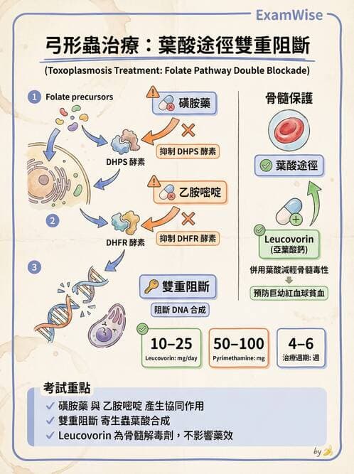 護理師 - 抗感染藥物 - AI 圖文解析預覽