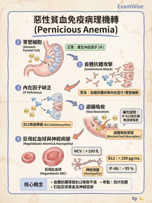 護理師 - 臨床免疫:免疫異常 - AI 圖文解析預覽