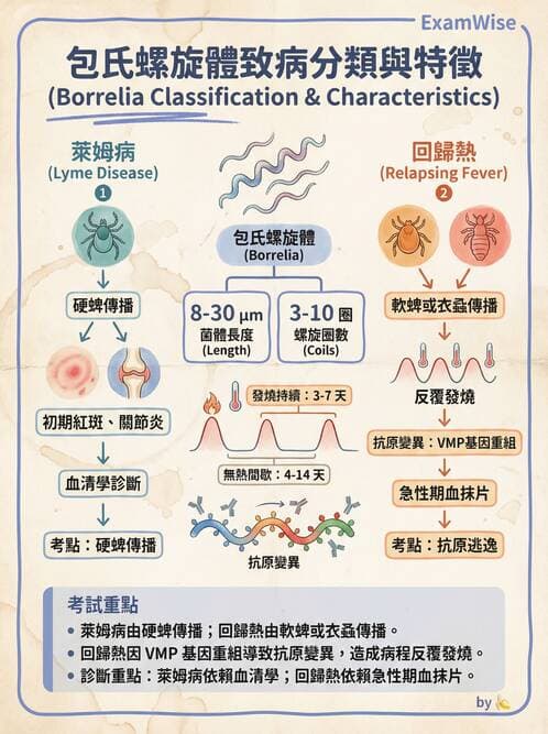 護理師 - 其他細菌 - AI 圖文解析預覽