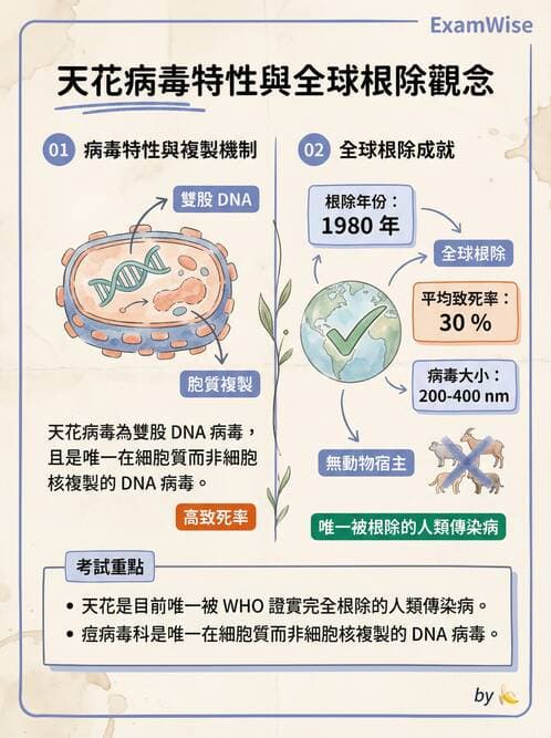 護理師 - DNA 病毒與肝炎病毒 - AI 圖文解析預覽