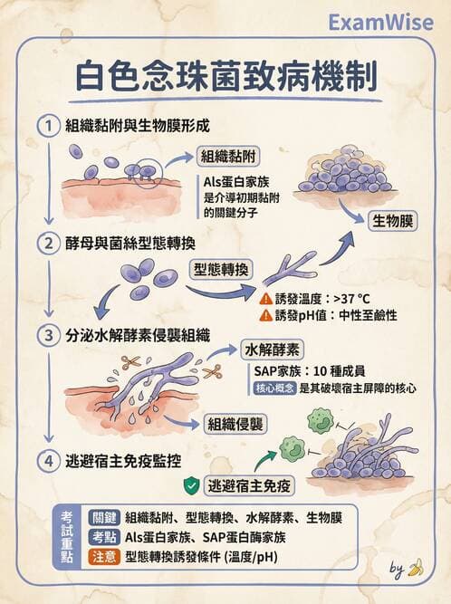 護理師 - 黴菌學概論 - AI 圖文解析預覽