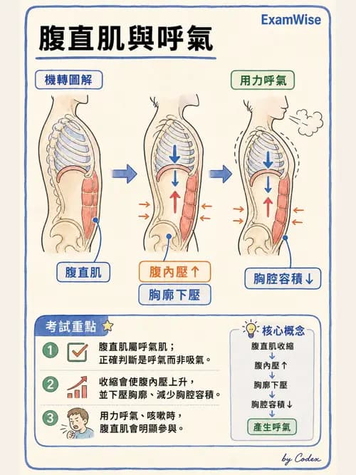 呼吸治療師 - 胸廓、肋膜與呼吸肌肉 - AI 圖文解析預覽