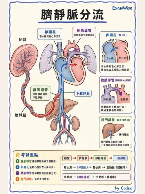 呼吸治療師 - 心臟與循環解剖 - AI 圖文解析預覽