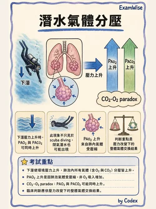 呼吸治療師 - 運動與環境生理 - AI 圖文解析預覽
