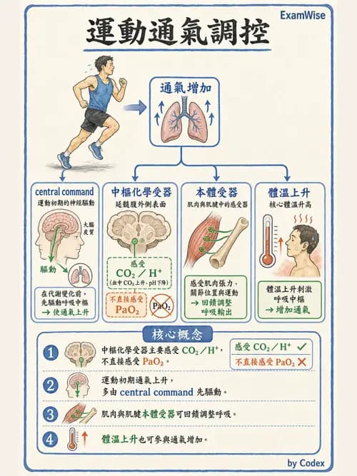 呼吸治療師 - 運動與環境生理 - AI 圖文解析預覽