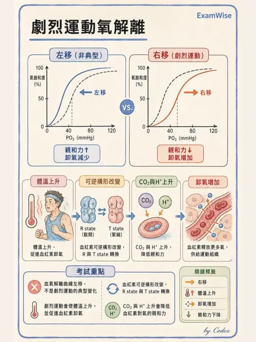 呼吸治療師 - 運動與環境生理 - AI 圖文解析預覽
