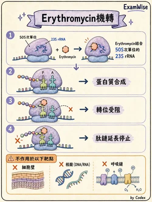 呼吸治療師 - 藥理學概論與抗感染藥物 - AI 圖文解析預覽