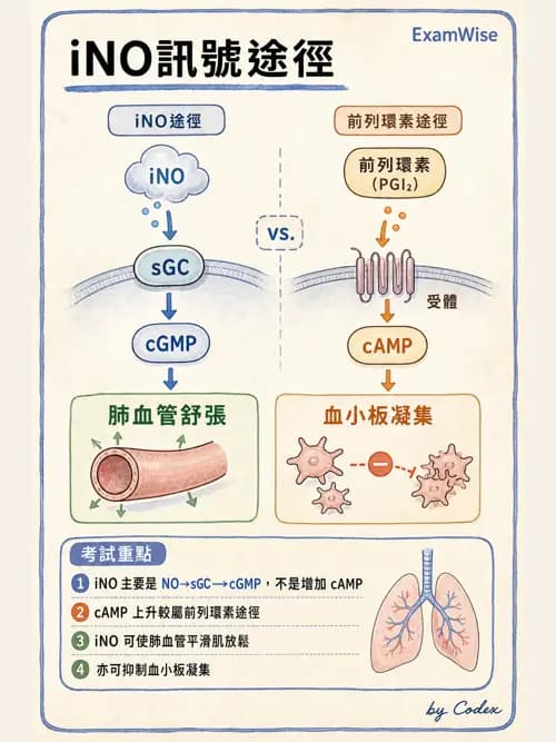 呼吸治療師 - 重症特殊處置 - AI 圖文解析預覽