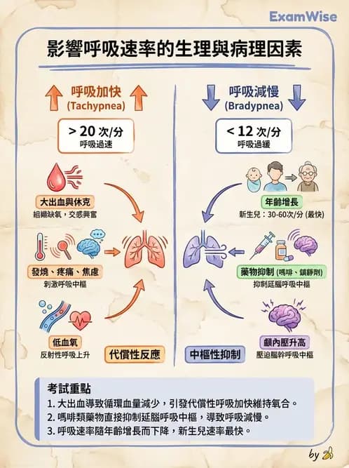 護理師 - 體溫與呼吸評估 - AI 圖文解析預覽