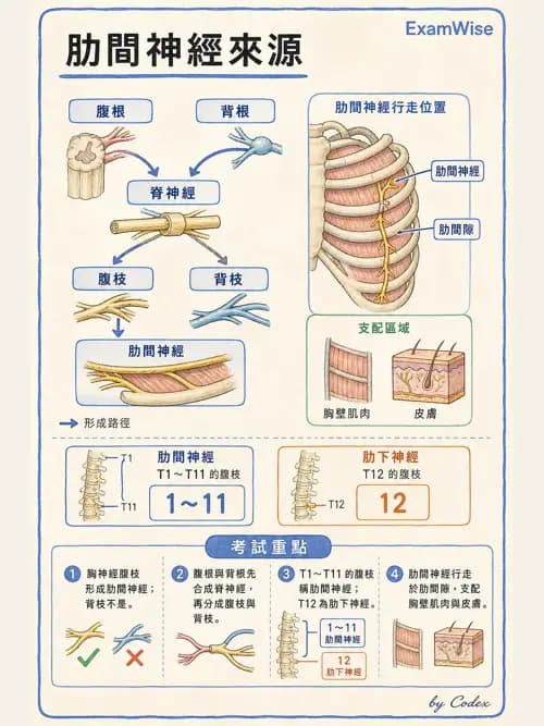 呼吸治療師 - 肺臟血流與神經支配 - AI 圖文解析預覽