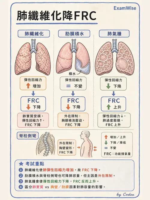 呼吸治療師 - 通氣、呼吸力學與控制 - AI 圖文解析預覽
