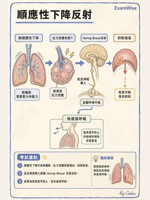 呼吸治療師 - 通氣、呼吸力學與控制 - AI 圖文解析預覽