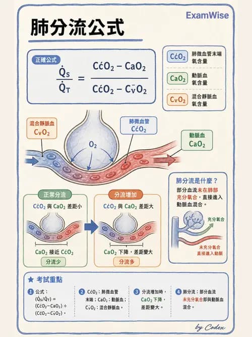 呼吸治療師 - 氣體擴散、交換與肺部代謝 - AI 圖文解析預覽