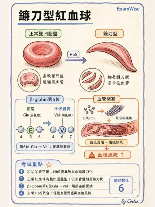 呼吸治療師 - 氣體擴散、交換與肺部代謝 - AI 圖文解析預覽
