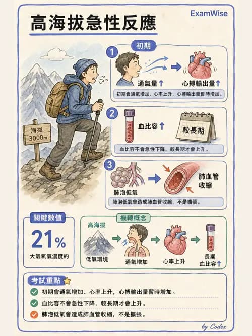 呼吸治療師 - 運動與環境生理 - AI 圖文解析預覽