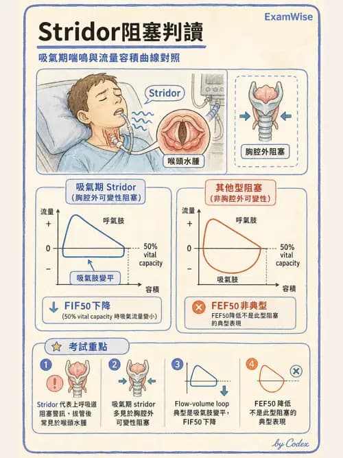 呼吸治療師 - 呼吸功能檢查 - AI 圖文解析預覽