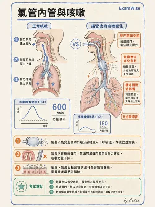 呼吸治療師 - 痰液清除與擴張治療 - AI 圖文解析預覽