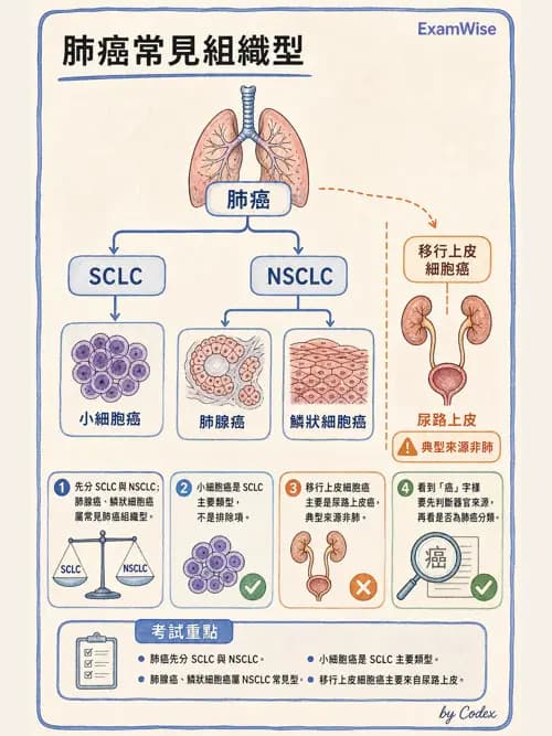呼吸治療師 - 神經肌肉病變與腫瘤 - AI 圖文解析預覽