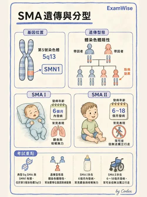 呼吸治療師 - 兒童呼吸系統疾病 - AI 圖文解析預覽