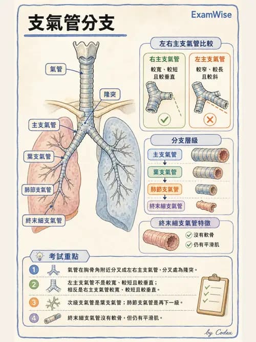 呼吸治療師 - 呼吸系統構造與發展 - AI 圖文解析預覽