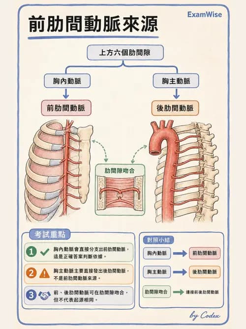呼吸治療師 - 胸廓、肋膜與呼吸肌肉 - AI 圖文解析預覽