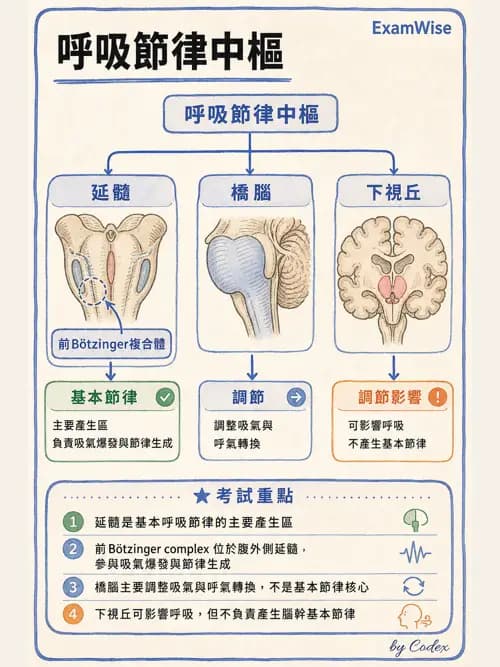 呼吸治療師 - 肺臟血流與神經支配 - AI 圖文解析預覽
