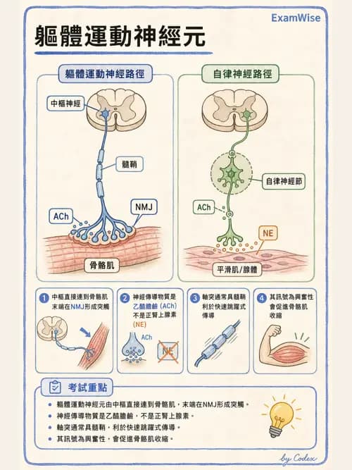 呼吸治療師 - 肺臟血流與神經支配 - AI 圖文解析預覽