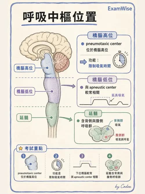 呼吸治療師 - 通氣、呼吸力學與控制 - AI 圖文解析預覽