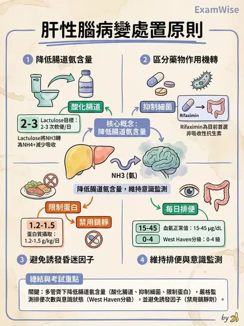 護理師 - 肝膽胰疾病 - AI 圖文解析預覽