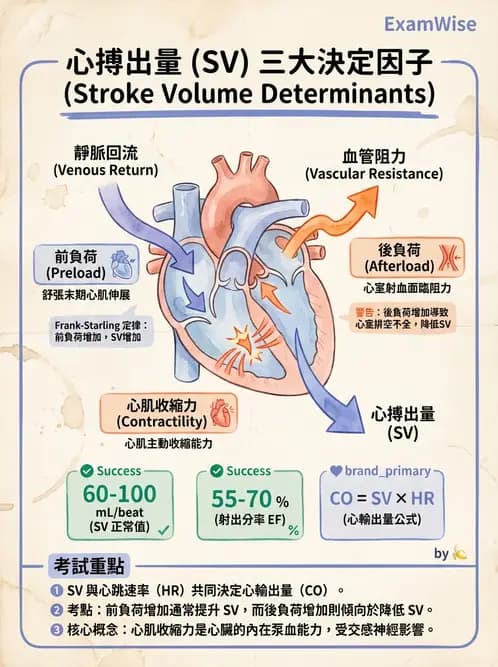 護理師 - 冠狀動脈疾病與心肌梗塞 - AI 圖文解析預覽