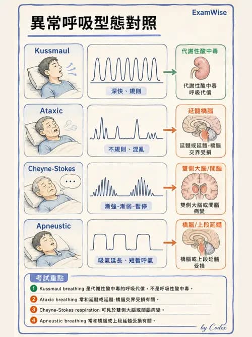 呼吸治療師 - 術後與其他呼吸重症 - AI 圖文解析預覽