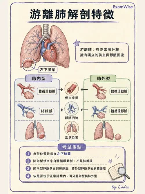 呼吸治療師 - 兒童呼吸系統疾病 - AI 圖文解析預覽