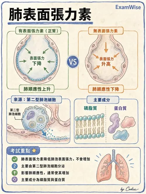 呼吸治療師 - 呼吸系統構造與發展 - AI 圖文解析預覽