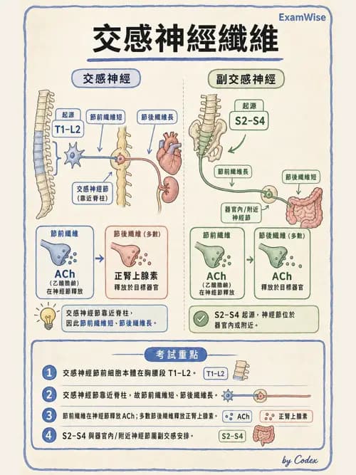 呼吸治療師 - 肺臟血流與神經支配 - AI 圖文解析預覽